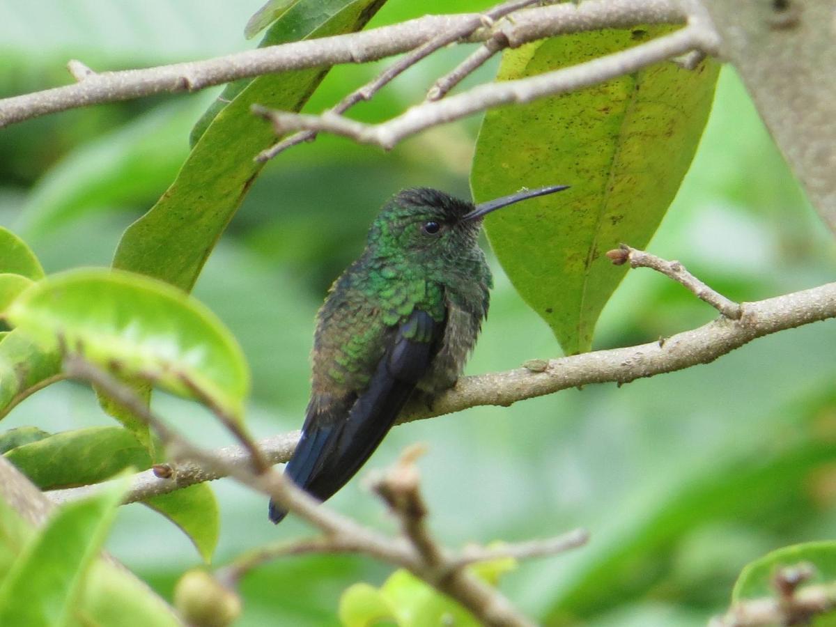 Finca Boutique El Diamante Salgar  エクステリア 写真